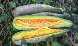 武穴网红吃瓜,揭秘网络舆论背后的真相