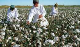 新疆伊吾最新爆料,揭秘神秘事件背后的真相